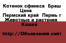 Котенок сфинкса. Браш. › Цена ­ 3 000 - Пермский край, Пермь г. Животные и растения » Кошки   